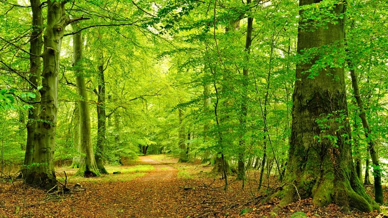 Wald